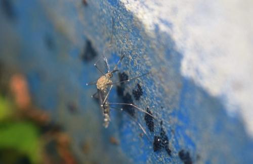 Culex sp.